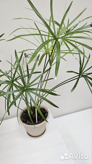 Циперус папирус