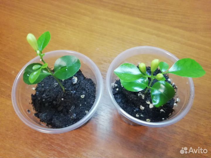 Муррайя, калатея