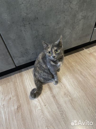 Кошка в дар бесплатно