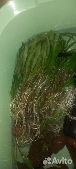 Криптокорина