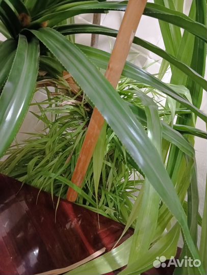 Пальма панданус винтовая