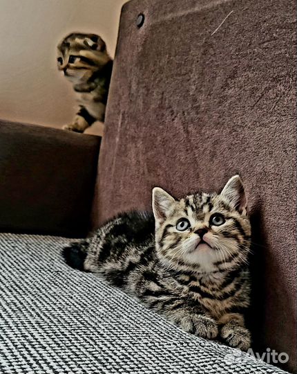 Шотландская