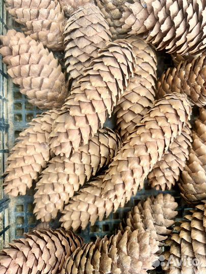 Шишки еловые