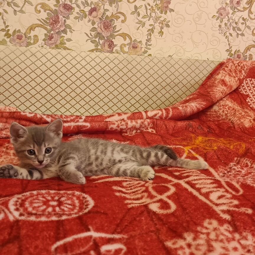 Котенок