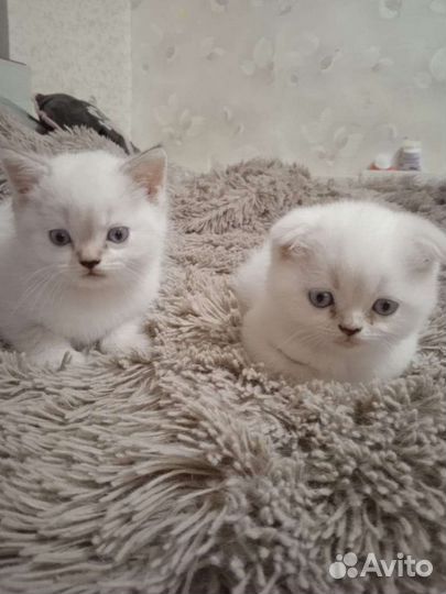 Шотландские котята