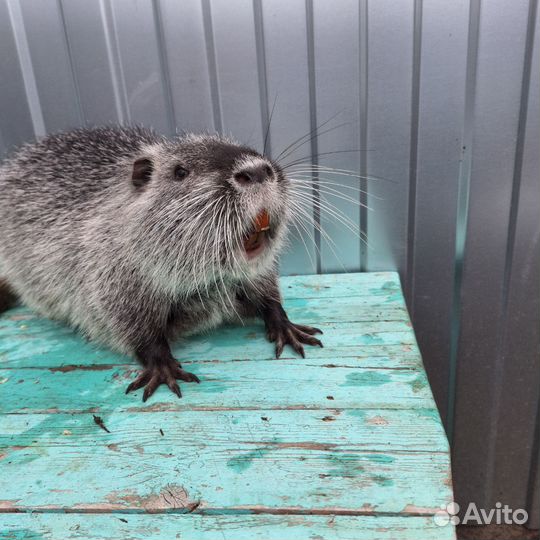 Животные нутрии