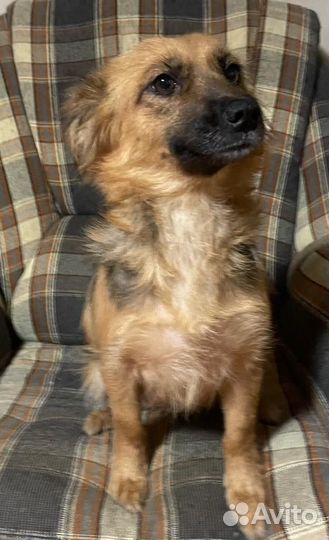 Щенок от мелкой коротколапой собакина испытательно