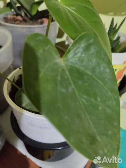 Цветы комнатные