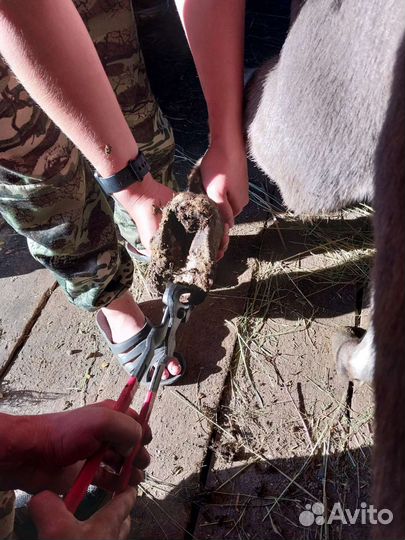 Расчистка копыт