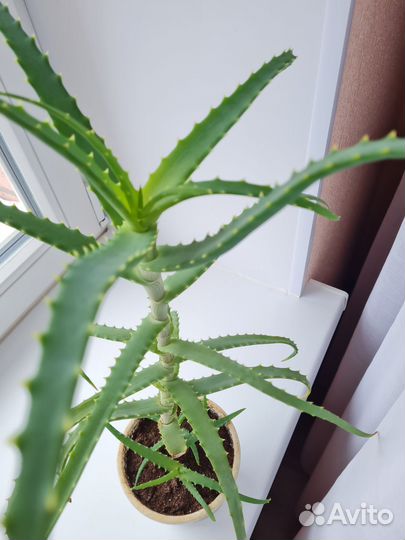 Алоэ лечебный