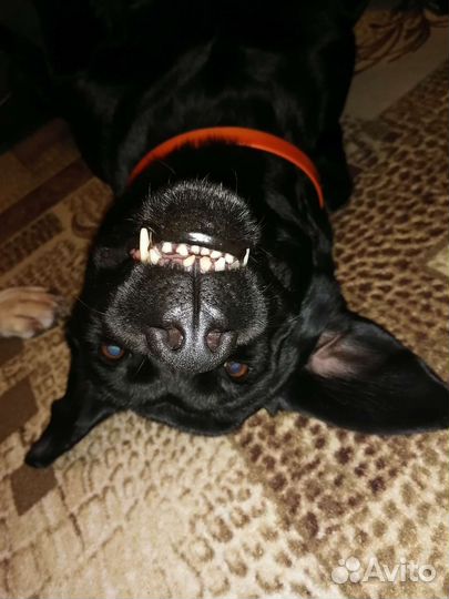 Выгул, дрессировка, передержка собак