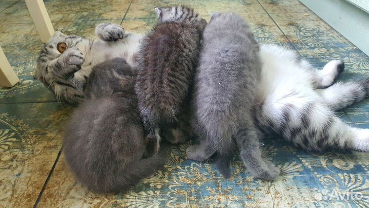 Шотландские вислоухие котята