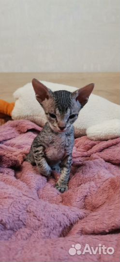 Котики донского сфинкса