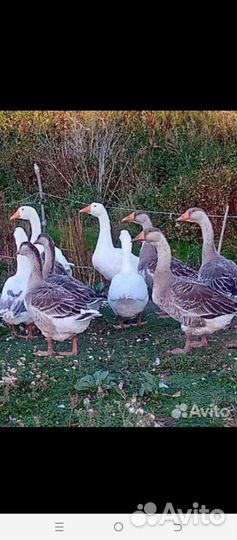 Гусь,домашнее мясо