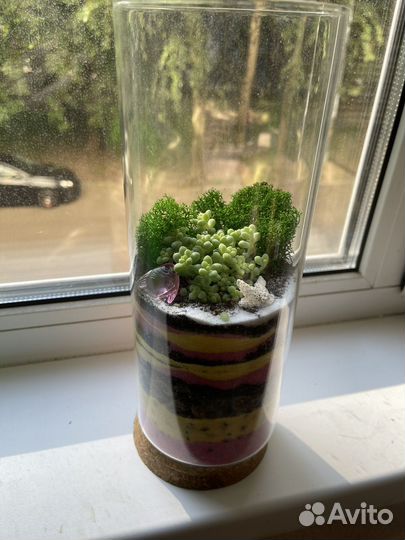 Флорариум. Суккулеты. Цветы. Букет