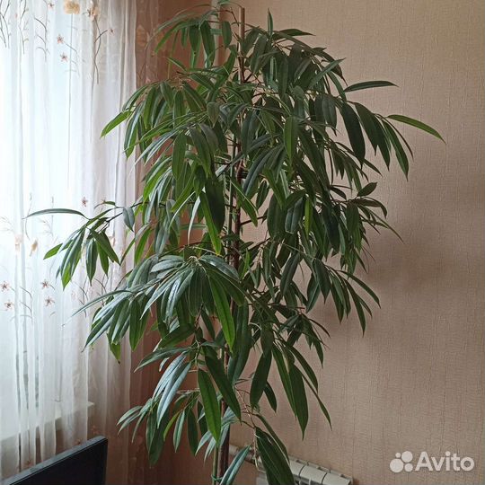 Комнатные растения цветы