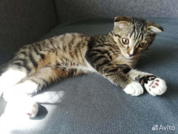 Отдам котика