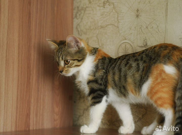 Красивая и ласковая трехцветка Рыся ищет семью