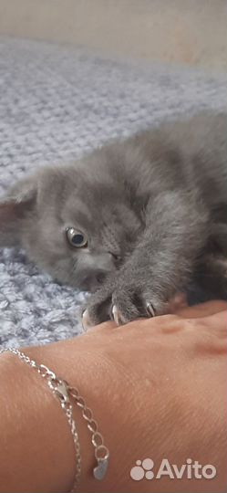 Котенок голубого окраса