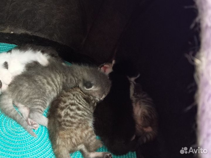 Котята в добрые руки
