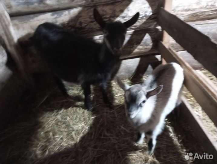 Коза дойная, козлята