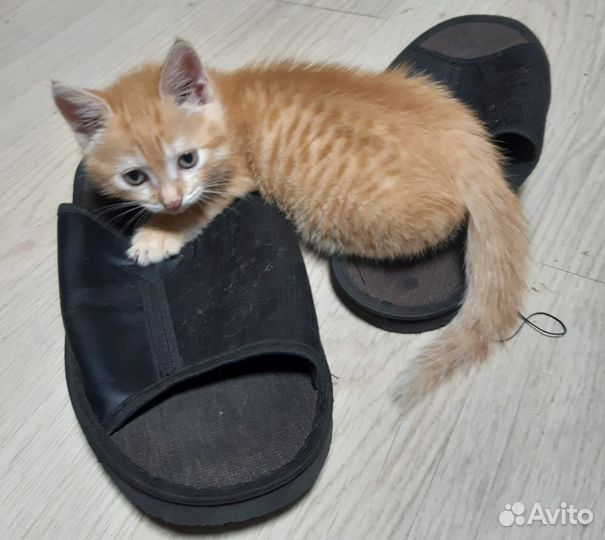 Отдаю котенка мальчика