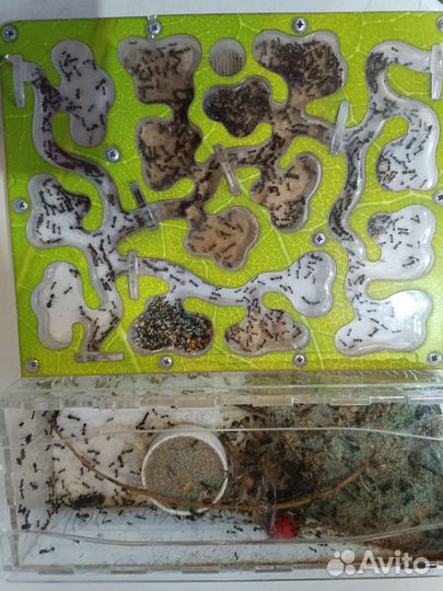 Муравьиная ферма с муравьями. Формикарий