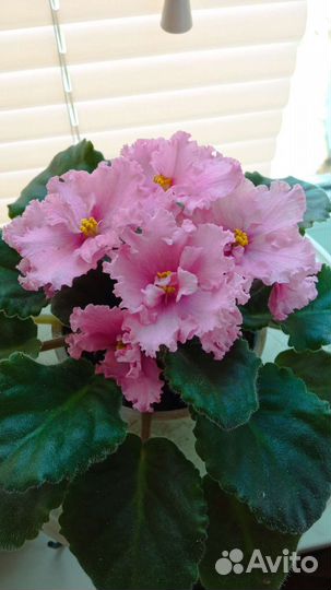 Цветущие фиалки