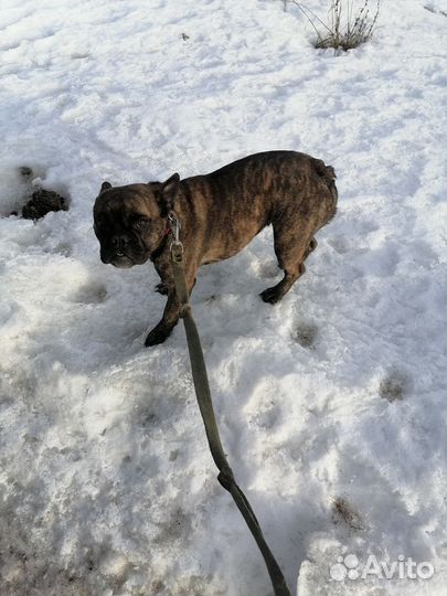 Французский бульдог