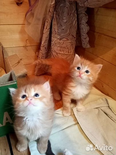 Котята мейн-кун