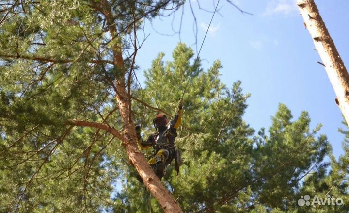 Спил деревьев