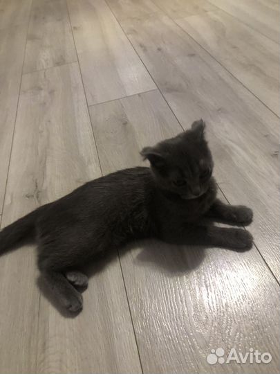 Кошка в добрые руки