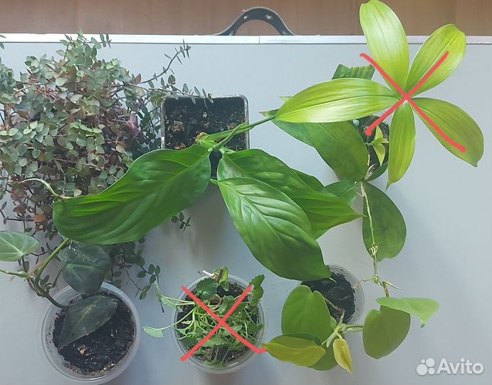 Сингониум Альба