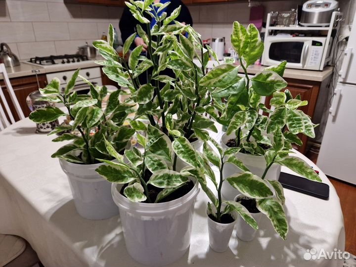 Педилантус