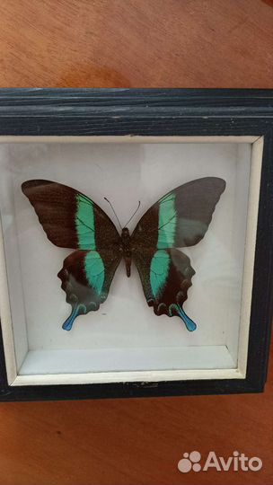 Бабочки в рамках Новая Гвинея