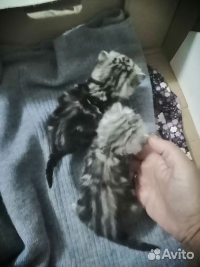 Шотландские котята