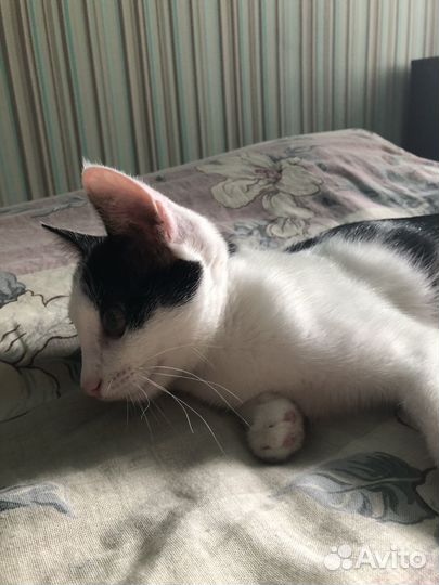 Котенок в добрые руки