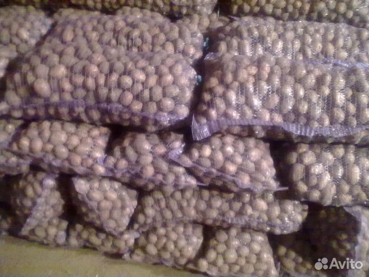 Картофель семенной