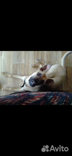 Вязка малинуа