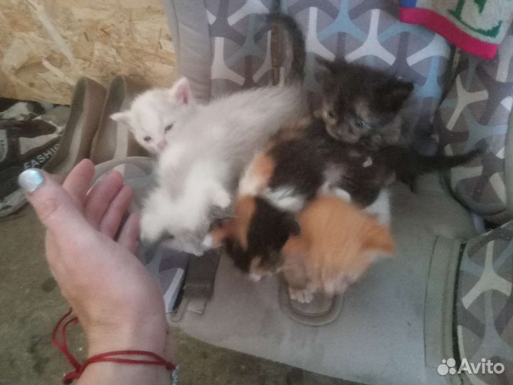 Котята в добрые руки бесплатно