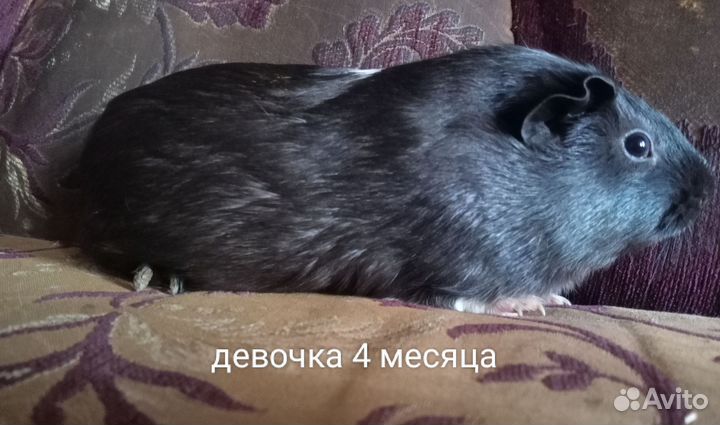 Морская свинка