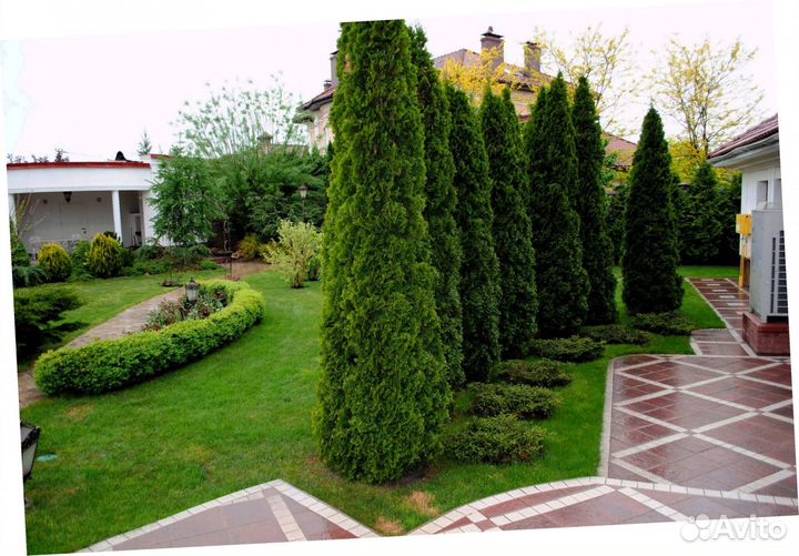 Туи западные