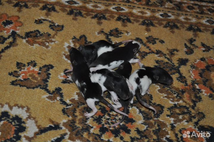 Продам декоративных крыс