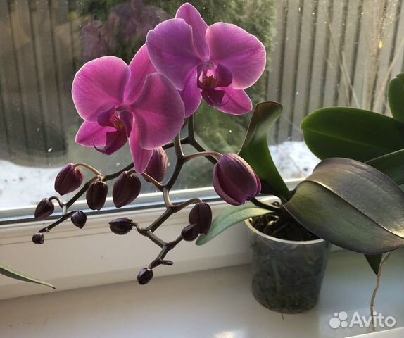 Бронь Орхидея фаленопсис Pasadena