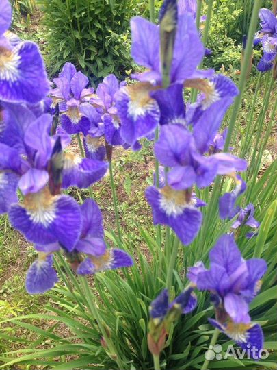 Ирис сибирский