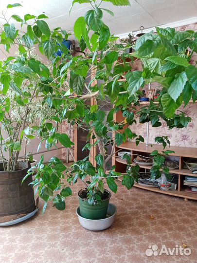 Цветы комнатные