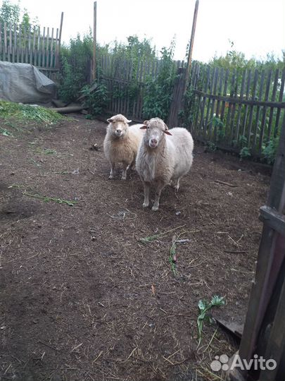 Овцы бараны