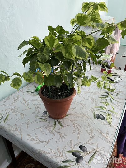 Бугенвиллия