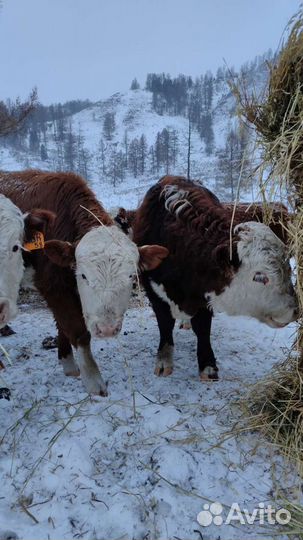 Бычки и быки