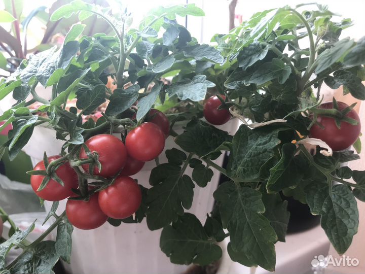 Семена томатов и перцев